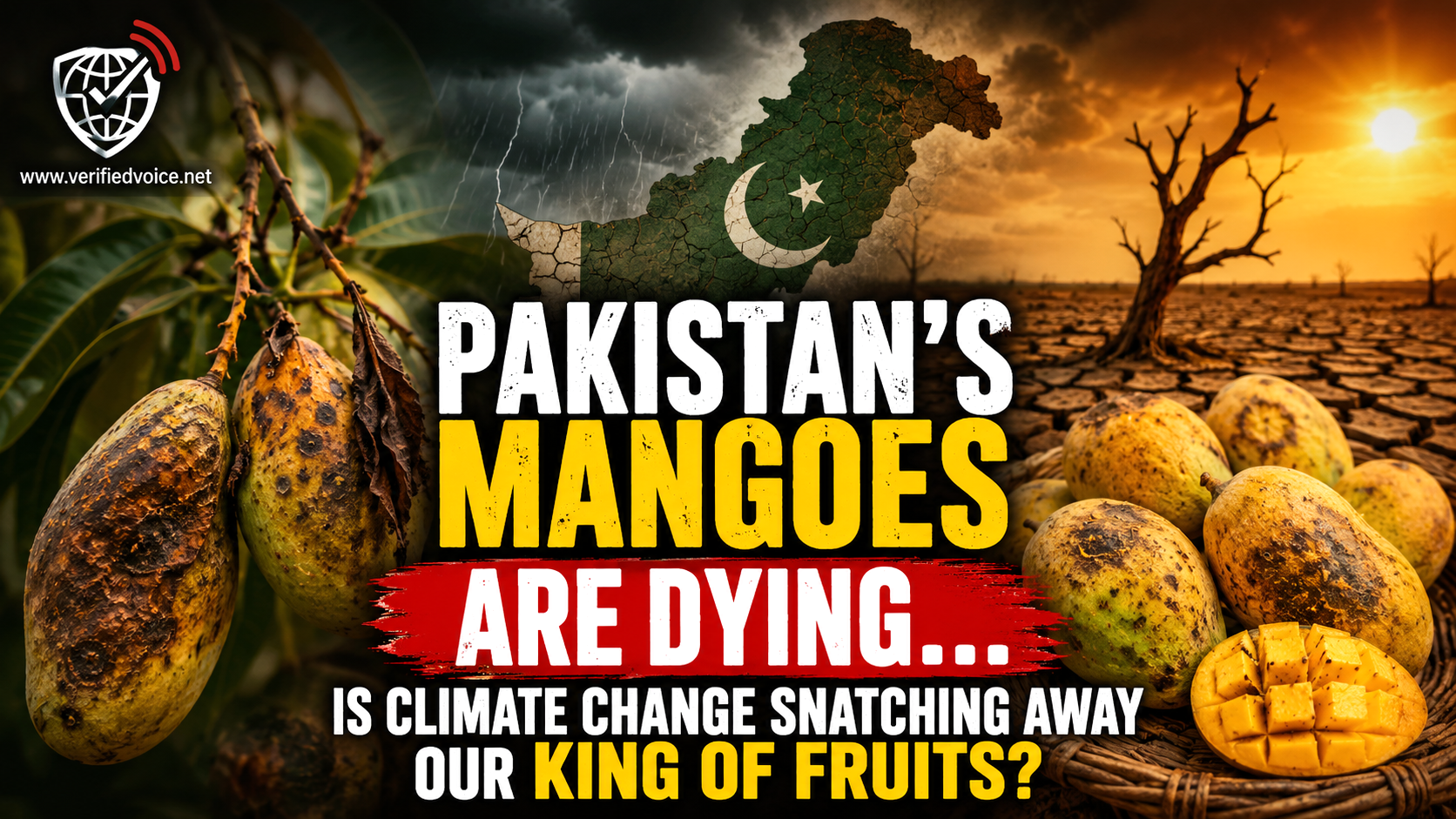 pakistan mangoes are dying